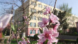 桃花六号楼