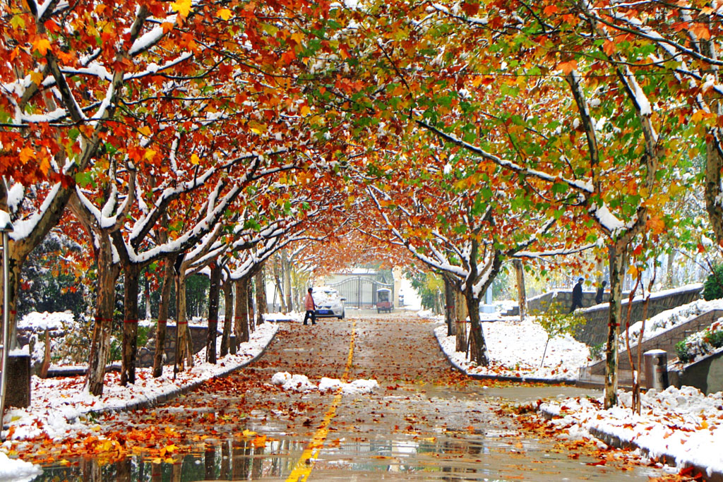 雪中的校园一角