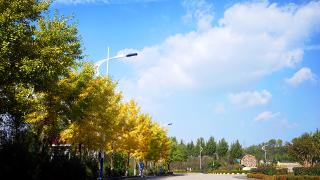 校园道路风景.jpg